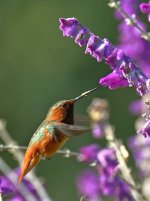 Hummer20.jpg