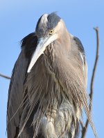 BlueHeron3.jpg