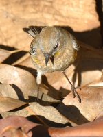 Finch3.jpg