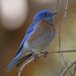 Bluebird2.jpg