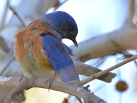 Bluebird4.jpg