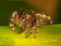 Spider2.jpg