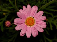 Daisy.jpg