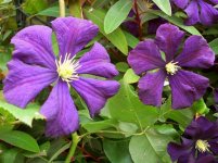 PurpleClematis.jpg