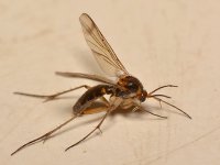 Fly2.jpg