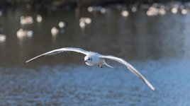 bird1.jpg