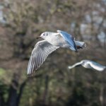 Bird2.jpg