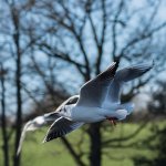 Bird3.jpg