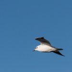 bird4.jpg