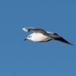 bird5.jpg