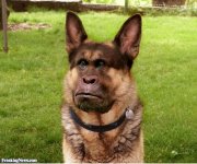 Monkey-German-Shepherd--110382 (1).jpg