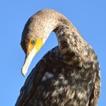 Cormorrant2.jpg