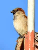 Finch.jpg
