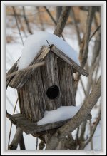 winter bird condo.jpg