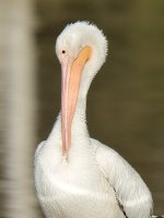 Pelican.jpg