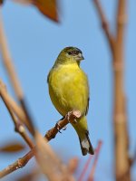 Goldfinch.jpg