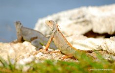 DSC_2095.jpg
