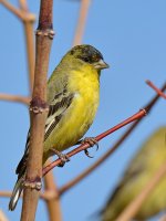 Goldfinch3.jpg