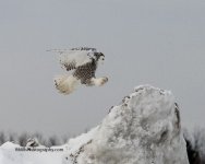 P1170010-2.jpg