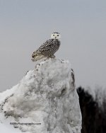 P1170018-2.jpg