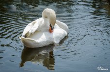 swans-1.jpg