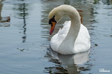swans-3.jpg