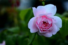 DSC_7002.jpg