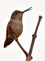 Hummer4.jpg