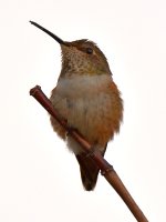Hummer9.jpg
