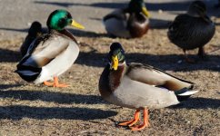 duck_00001.jpg