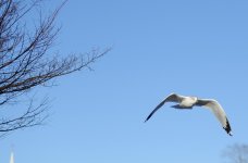 gull if_00003.jpg