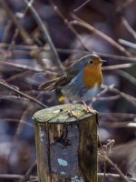 _DSC2548.jpg