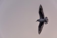 DSC_0285.jpg