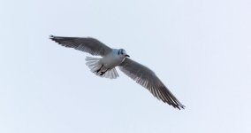 DSC_0293m.jpg