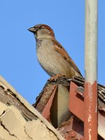 Finch8.jpg