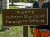 Vultures Damage Cars-1.jpg