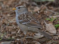 Finch4.jpg