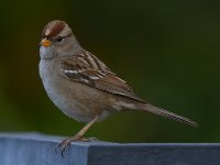 Finch7.jpg