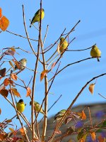 Goldfinch2.jpg
