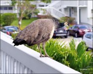 1-18-15 Peacock  3.jpg