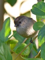 Tit.jpg