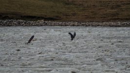 DHP_6383.jpg