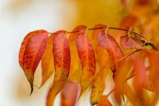 LEAVES_FALL-4.jpg