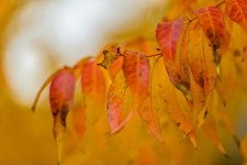 LEAVES_FALL-5.jpg