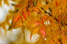 LEAVES_FALL-6.jpg