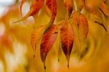 LEAVES_FALL-8.jpg