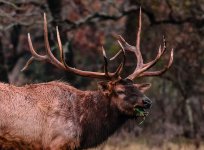 JJJ BULL ELK_JAN15-5.jpg