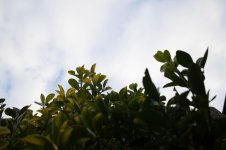 leaf 2.jpg