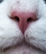 Monty's nose.sml..jpg