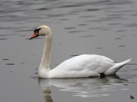 _DSC2656.jpg